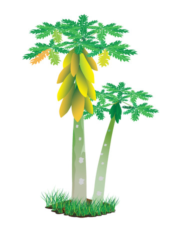 Papaya Tree Stock Illustrations, Cliparts and Royalty Free Papaya Tree  Vectors