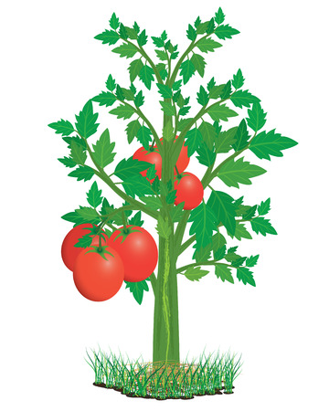 Tomato Plant Vector Design Клипарты, SVG, векторы, и Набор Иллюстраций Без  Оплаты Отчислений. Image 41200631.