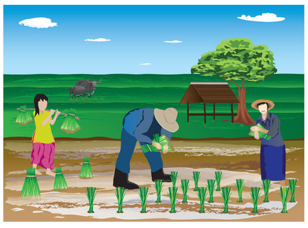 farmer transplant rice seedlings in farm vector design