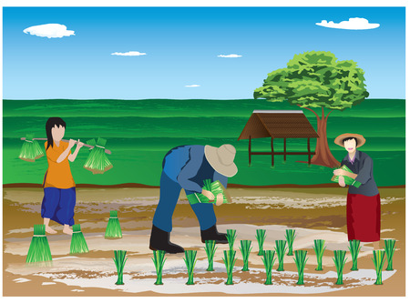 farmer transplant rice seedlings in farm vector design