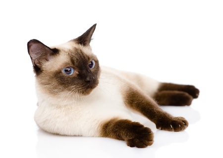 siamese cat isolated on white background Фото со стока