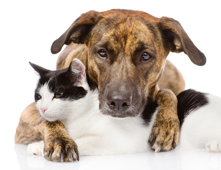 Chien De Race Mixte Et Chat Couche Ensemble Isole Sur Blanc Banque D Images Et Photos Libres De Droits Image