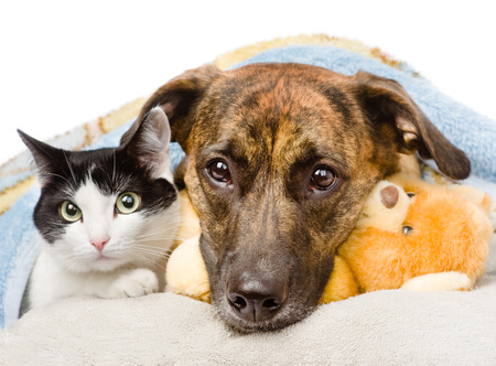 sad dog and cat lying on a pillow under a blanket isolated on white background