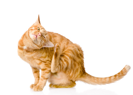 Domestic cat scratching isolated on white background