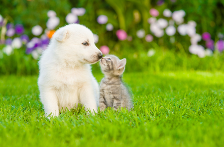 kitten kissing White Swiss Shepherd`s puppy on green grass. Фото со стока