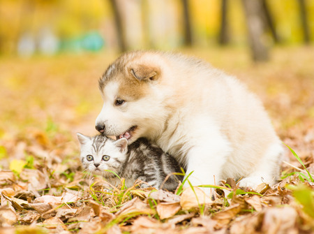 秋の公園で尻尾を噛むこと 子猫と遊んでアラスカン マラミュートの子犬 の写真素材 画像素材 Image