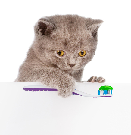 kitten with a toothbrush looking out because of the poster isolated