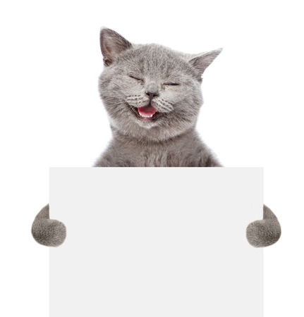 Smiling cat holding a white banner. isolated on white background. Stock Photo