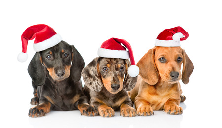 group dachshund puppies in christmas hats isolated on white background stock photo 62694459 - Christmas Dachshund group dachshund puppies in christmas hats isolated on white background stock photo 62694459 - Christmas Dachshund