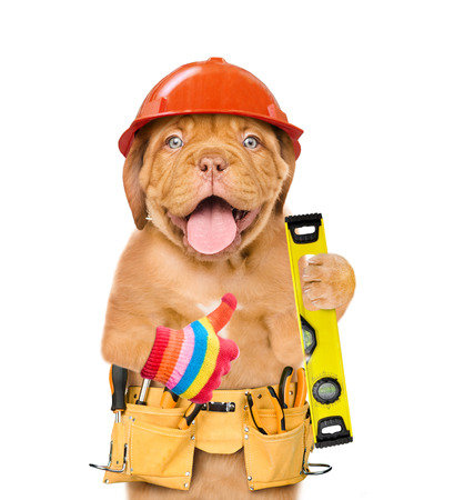 面白い犬ツール ベルトと白い背景の分離された親指を示す精神レベルで青い帽子の労働者 の写真素材 画像素材 Image 面白い犬ツール ベルトと白い背景の分離された親指を示す精神レベルで青い帽子の労働者 の写真素材 画像素材 Image