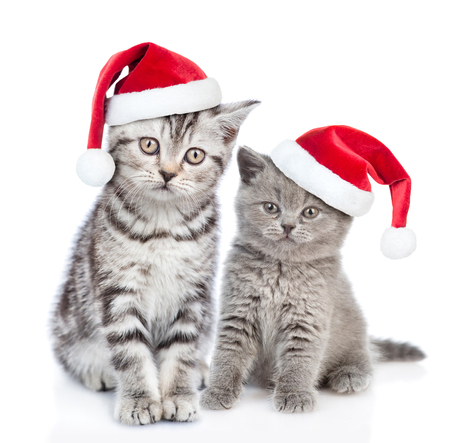 42 454 Chat Noel Imagenes Y Fotos 123rf