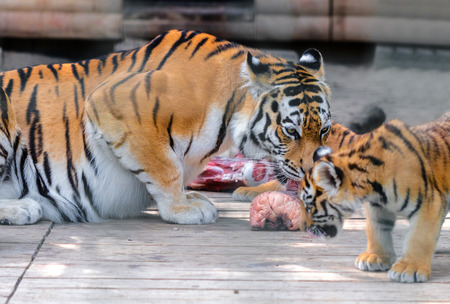 虎とトラの赤ちゃんの肉の部分を食べる の写真素材 画像素材 Image 虎とトラの赤ちゃんの肉の部分を食べる の写真素材 画像素材 Image
