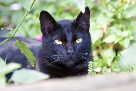 portrait of a cute black cat looking ahead - 13055153