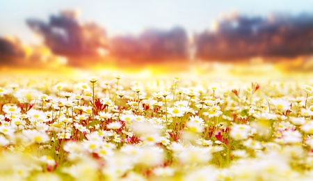 Spring field of white fresh daisies, natural panoramic landscape over sunset sky background Фото со стока