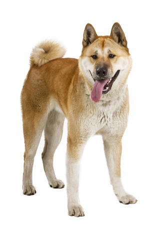 秋田犬のお座りとあえぎ 分離の白 の写真素材 画像素材 Image 秋田犬のお座りとあえぎ 分離の白 の写真素材 画像素材 Image