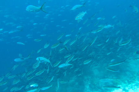 ガラパゴス諸島, エクアドル 2015 太平洋でダイビング中に見る魚の群れ 