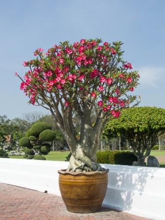 縁起の良い名前を持つ美しい赤い花 の写真素材 画像素材 Image 縁起の良い名前を持つ美しい赤い花 の写真素材 画像素材 Image