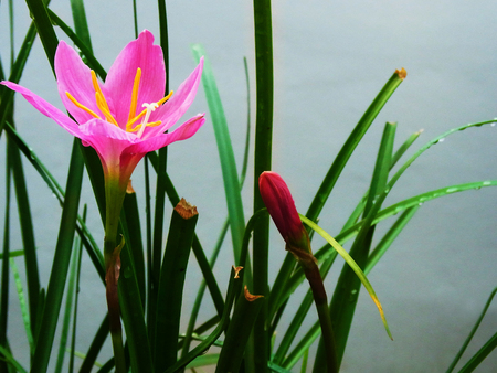 六枚の花弁と心地よい香りの文字とピンクの雨ユリ の写真素材 画像素材 Image 六枚の花弁と心地よい香りの文字とピンクの雨ユリ の写真素材 画像素材 Image