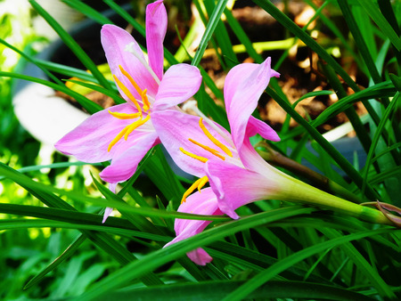 六枚の花弁を持つ花直立茎にピンクの花 の写真素材 画像素材 Image 六枚の花弁を持つ花直立茎にピンクの花 の写真素材 画像素材 Image