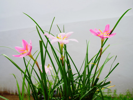 六枚の花弁を持つ花直立茎にピンクの花 の写真素材 画像素材 Image 六枚の花弁を持つ花直立茎にピンクの花 の写真素材 画像素材 Image