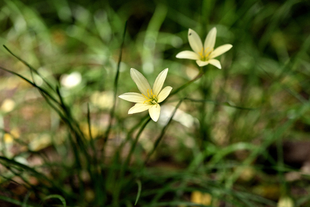六枚の花弁を持つ花直立茎にピンクの花 の写真素材 画像素材 Image 六枚の花弁を持つ花直立茎にピンクの花 の写真素材 画像素材 Image