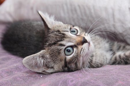 Brown tabby kitten with big blue eyes