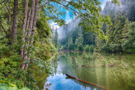 Majestic summer view of mountain lake lacul rosu or red lake or killer lake. rotten tree trunks. logs coming out of the water. harghita county, eastern carpathians, romania, europe Stock Photo