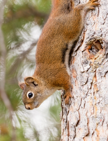かわいいアメリカ赤リス Tamiasciurus Hudsonicus ヒマワリの種の餌の牧草地に座っています の写真素材 画像素材 Image