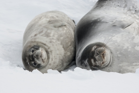 Femme Et Bebe Phoque De Weddell Couche Sur La Banquise De L Antarctique Banque D Images Et Photos Libres De Droits Image Femme Et Bebe Phoque De Weddell Couche Sur La Banquise De L Antarctique Banque D Images Et Photos Libres De Droits Image