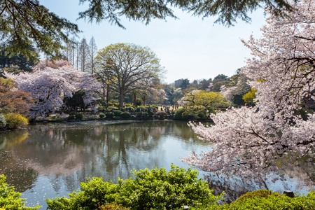 The pond and Cherry-blossom trees in Shinjuku Gyoen national garden. This park is a very famous and popular Cherry-blossomSakura viewing spot in Tokyo.