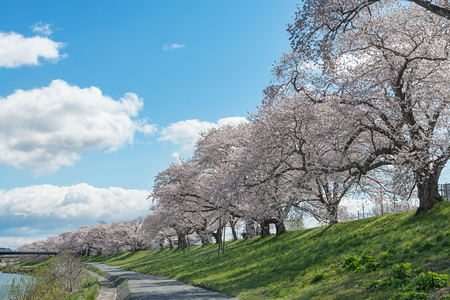 宮城県の白石川の銀行に沿って桜 さくら の木 この場所では 一目千本桜 一目で千桜並木を意味する と呼ばれます の写真素材 画像素材 Image 宮城県の白石川の銀行に沿って桜 さくら の木 この場所では 一目千本桜 一目で千桜並木を意味する と呼ばれます の写真素材 画像素材 Image