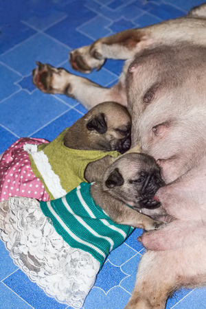 生まれたての子犬はボトルからミルクを飲む の写真素材 画像素材 Image