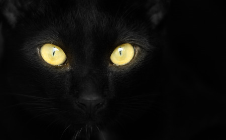 Closeup portrait of a Halloween black cat with yellow eyes