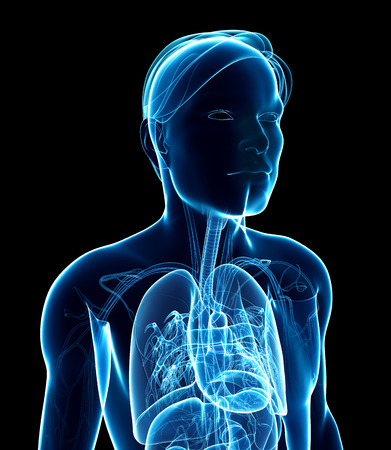 女性の消化器系 X 線アートワークのイラスト の写真素材 画像素材 Image 女性の消化器系 X 線アートワークのイラスト の写真素材 画像素材 Image