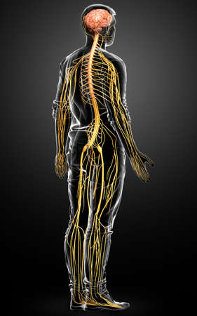 3d rendered medically accurate illustration of a male nervous system Stock Photo