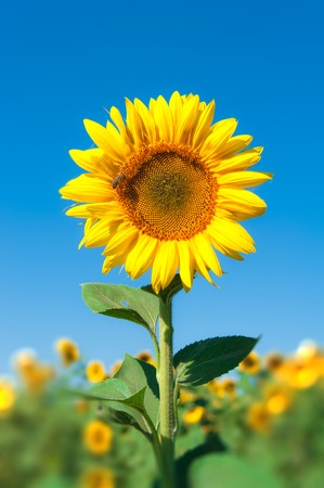 向日葵のある風景します 春が来ています の写真素材 画像素材 Image