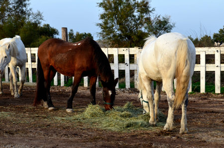 free animal farm grass horse horse riding white horse pony horses