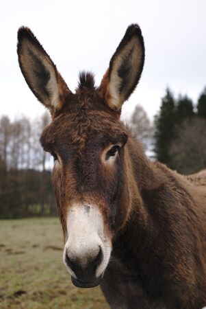 portrait of a brown-nosed donkey with white nose, with big ears