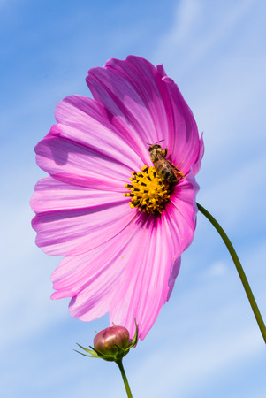 Sun flower: Biene bestäubt auf Kosmosblume.