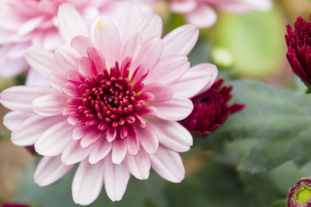 コスモスは 0 3 2 M 10 で 6 フィート 7 背の高い植物 葉はシンプルで 羽状または二回羽状と反対の組で整理された花が広範な光線小花のリングとディスク フロールのセンターと茸の多年草 の写真素材 画像素材 Image コスモスは 0 3 2 M 10 で 6 フィート 7 背の高い植物 葉はシンプルで 羽状または二回羽状と反対の組で整理された花が広範な光線小花のリングとディスク フロールのセンターと茸の多年草 の写真素材 画像素材 Image