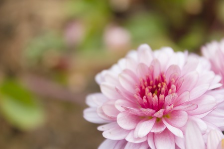 ガーベラはキク科キク科ドイツの植物学者 博物学者ロシアの旅 Carolus Linnaeus の友人だったここでガーバー退任という名前から観賞用の植物の属 の写真素材 画像素材 Image