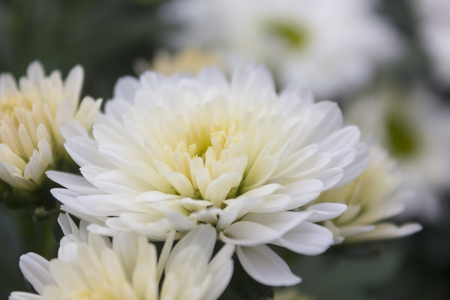 ガーベラはキク科キク科ドイツの植物学者 博物学者ロシアの旅 Carolus Linnaeus の友人だったここでガーバー退任という名前から観賞用の植物の属 の写真素材 画像素材 Image