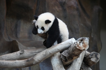 かわいい動物小さな赤ちゃんジャイアント パンダ の写真素材 画像素材 Image