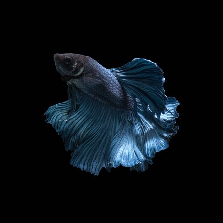 青いベタ青の背景に分離の感動の瞬間をキャプチャします ベタの魚 の写真素材 画像素材 Image