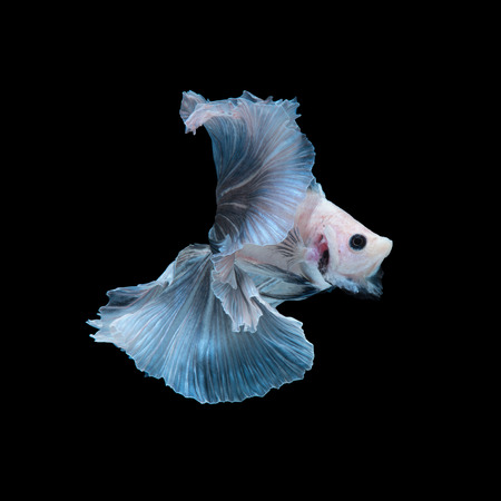 黒の背景に分離された青いベタの感動の瞬間をキャプチャします の写真素材 画像素材 Image 黒の背景に分離された青いベタの感動の瞬間をキャプチャします の写真素材 画像素材 Image