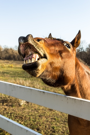 面白い馬顔カメラで灰色の背景 テキストのための場所を見て口を開いた状態 の写真素材 画像素材 Image