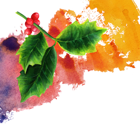 watercolor drawing of christmas holly with place for text stock