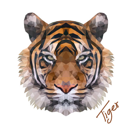 tiger face stock photos royalty free tiger face images