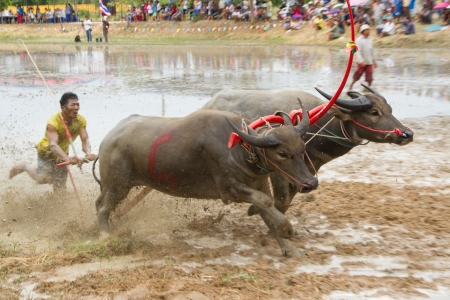 伝統的バッファロー バッファロー レース祭り 12 年 7 月 1 日に チョンブリ タイ 水牛レース祭はチョンブリの伝統です の写真素材 画像素材 Image 伝統的バッファロー バッファロー レース祭り 12 年 7 月 1 日に チョンブリ タイ 水牛レース祭はチョンブリの伝統です の写真素材 画像素材 Image