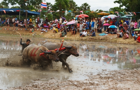 伝統的バッファロー バッファロー レース祭り 12 年 7 月 1 日に チョンブリ タイ 水牛レース祭はチョンブリの伝統です の写真素材 画像素材 Image 伝統的バッファロー バッファロー レース祭り 12 年 7 月 1 日に チョンブリ タイ 水牛レース祭はチョンブリの伝統です の写真素材 画像素材 Image